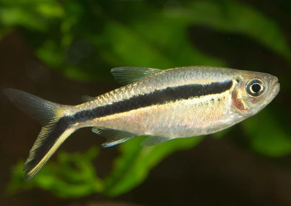 Penguin Tetra